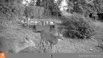 Plant Plant community Black-and-white Tree Fawn