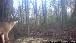 Woodland Old-growth forest Wildlife Forest Nature reserve