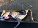 Antler Deer Deer hunting Hunting Elk