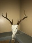 Horn Antler Elk Reindeer Deer
