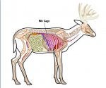 deer anatomy.jpg