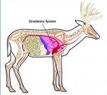 deer anatomy 2.jpg