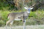 broadside deer.png