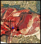 deer%20anatomy.png