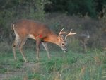 deer broasdise head down.jpg