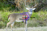 broadside%20deer.png